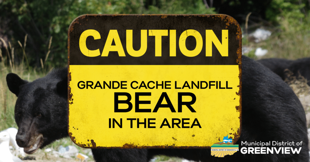 Grande cache landfill bear vi (1)