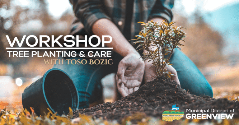 Tree planting toso bozic