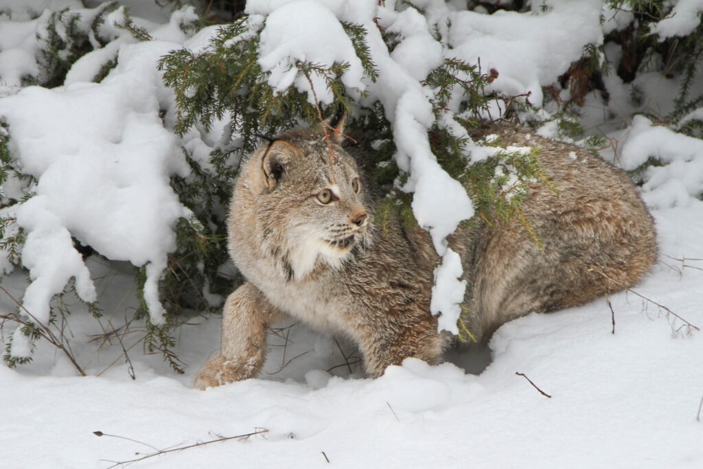 Biglands, harry 4 lynx 7413