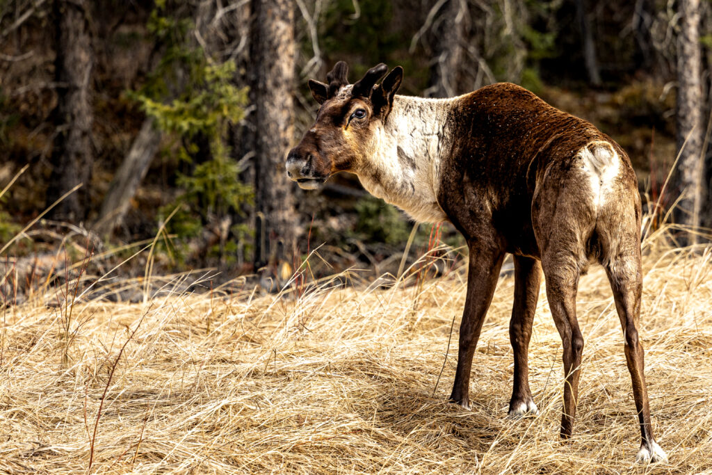 Buck, james 1 woodland caribou